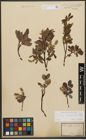 Foto von Salix waldsteiniana Willd.